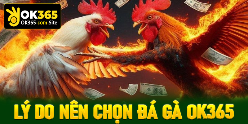 Lý do anh em bet thủ nên chọn đấu trường đá gà OK365